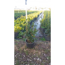 Defne (Laurus Nobilis)
